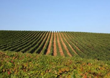 Comissão Vitivinícola de Lisboa: Vinhos certificados, são sempre de maior qualidade