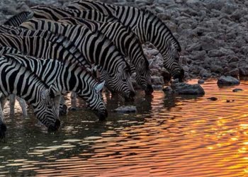 Icárion lança Semana dos Safaris