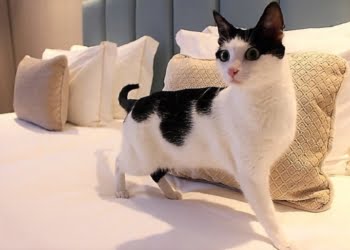 SDivine Fátima Hotel torna-se Pet Friendly