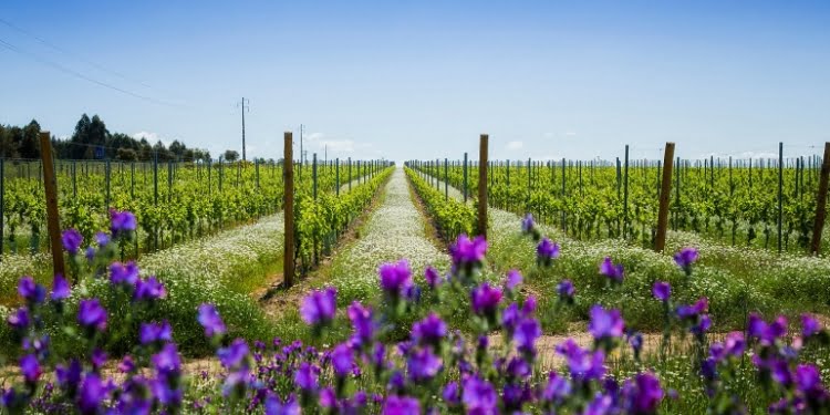 Alentejo entre os melhores destinos vínicos do mundo