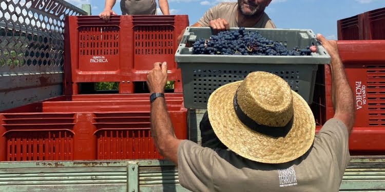 Quinta da Pacheca continua programa das vindimas com lagarada tradicional