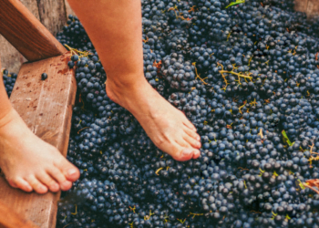 WOW possibilita viver experiência das vindimas sem ter que sair de Vila Nova de Gaia