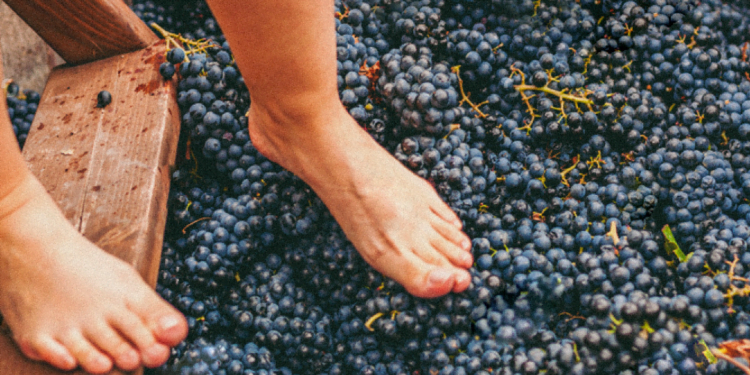 WOW possibilita viver experiência das vindimas sem ter que sair de Vila Nova de Gaia