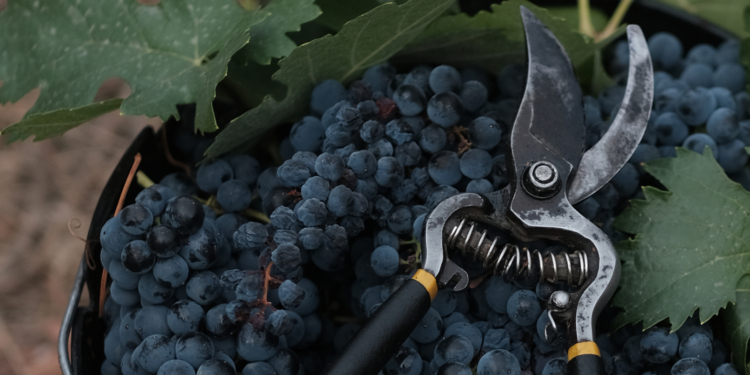 4 sugestões para participar nas vindimas no Alentejo e no Douro