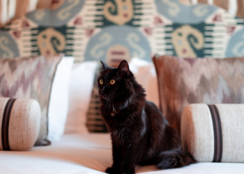 Hospes Infante Sagres agora é um hotel Pet Friendly