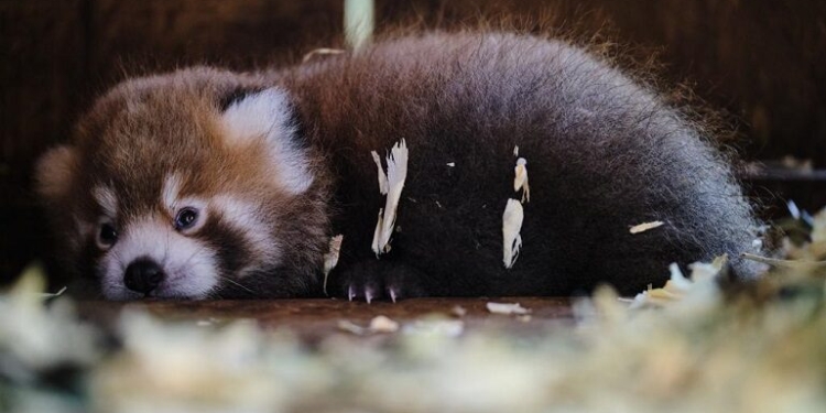 Jardim Zoológico aproveita o mote natalício para apresentar uma nova cria do panda mais ameaçado do mundo