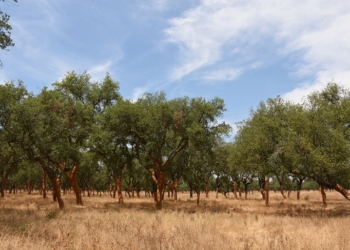 Coruche: Território de lezíria e charneca da Capital Mundial da Cortiça