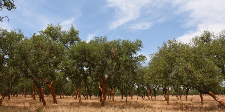 Coruche: Território de lezíria e charneca da Capital Mundial da Cortiça