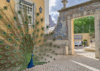 Hotéis Heritage Lisboa têm quatro unidades nos Best of the Best dos Travellers’ Choice Awards