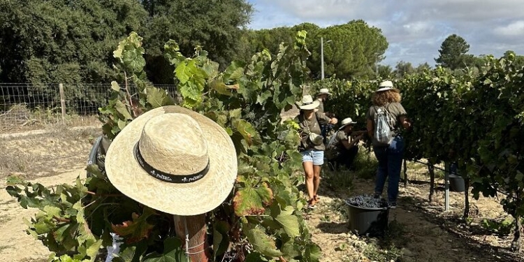“Um dia de vindima na Adega de Palmela” está de regresso em setembro