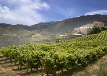 Quinta do Convento de São Pedro das Águias aberta a experiência de enoturismo