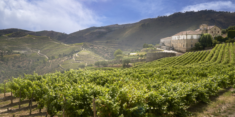 Quinta do Convento de São Pedro das Águias aberta a experiência de enoturismo