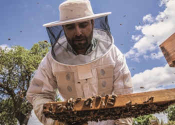 Quer experimentar extrair mel das colmeias? Já o pode fazer no Octant Évora