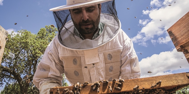 Quer experimentar extrair mel das colmeias? Já o pode fazer no Octant Évora