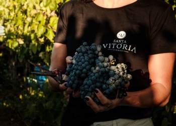 Vila Galé sugere experiência de vindimas no Alentejo e no Douro