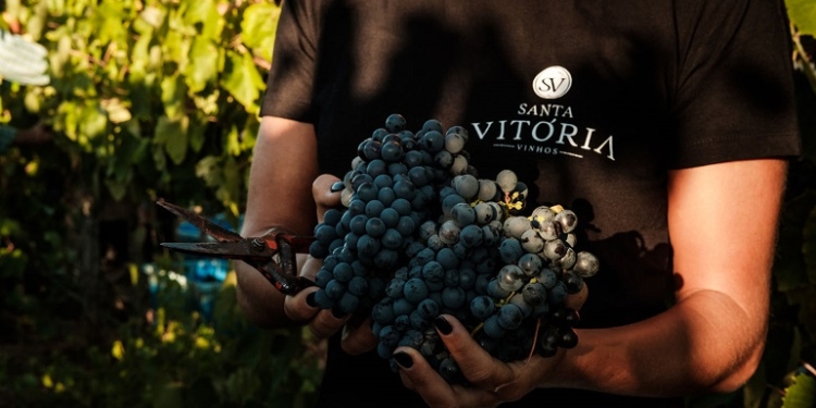 Vila Galé sugere experiência de vindimas no Alentejo e no Douro