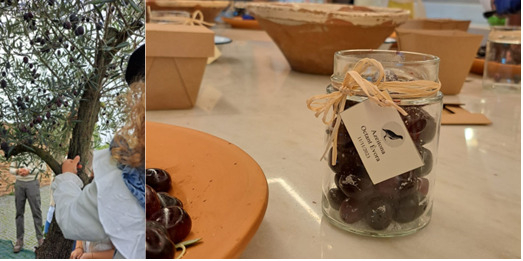 Apanha da azeitona à moda alentejana no Octant Évora