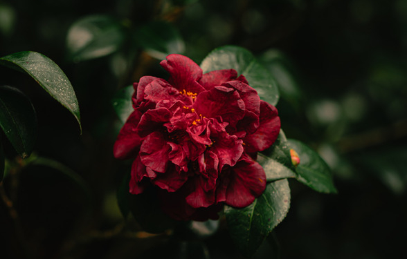 Parque Terra Nostra renova título de Internacional Camellia Garden of Excellence até 2034