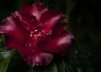 Florescer das Camélias regressa ao Parque Terra Nostra