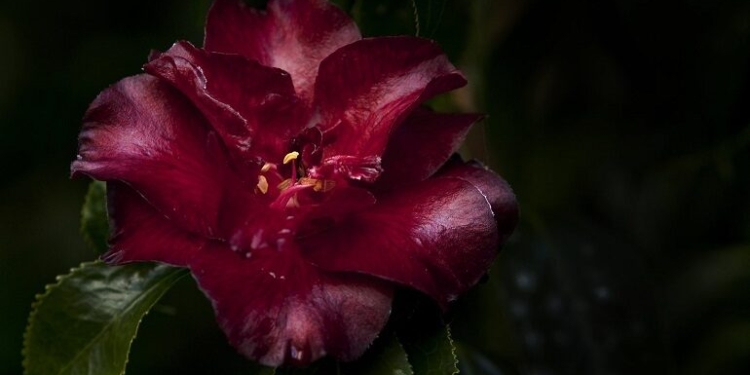 Florescer das Camélias regressa ao Parque Terra Nostra