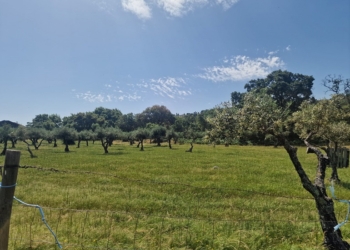Alentejo: “Este azeite, por ser doce, cria saudade no paladar das pessoas”