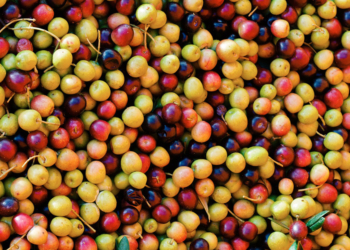 Alentejo: Casa Relvas junta o saber dos vinhos aos sabores dos azeites