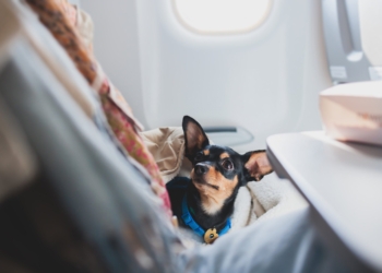 eDreams: Portugueses sentem-se confortáveis com viagens e alojamentos pet-friendly