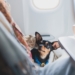 eDreams: Portugueses sentem-se confortáveis com viagens e alojamentos pet-friendly