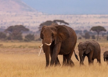 Lusanova já tem safaris disponíveis para reserva até dezembro de 2026