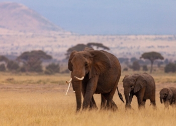 Lusanova lança catálogo dedicado aos Safaris para 2025/2026