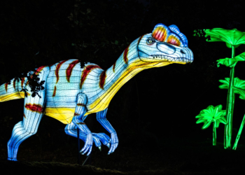 Luzes Selvagens regressam ao Zoo Santo Inácio neste sábado