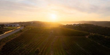 Algarve: Algarve Golden Terroir tenta catapultar o vinho algarvio juntando vários municípios