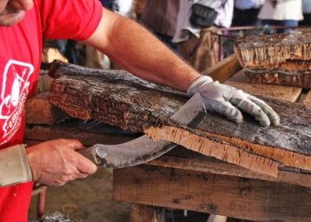 Algarve: Ecocork transforma cortiça e experiências em valor local