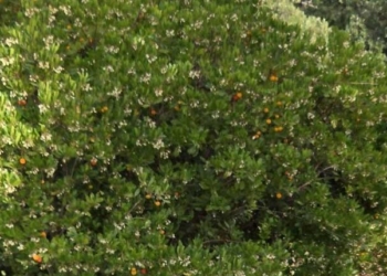 Algarve: A rota que mantém viva a tradição do medronho