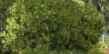 Algarve: A rota que mantém viva a tradição do medronho