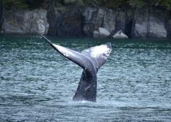 MSC Cruzeiros estabelece parceria com a Organização de Conservação Marinha ORCA durante a temporada inaugural no Alasca