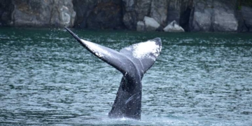 MSC Cruzeiros estabelece parceria com a Organização de Conservação Marinha ORCA durante a temporada inaugural no Alasca