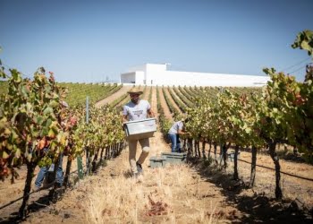 Adega Mayor abre portas à vidima com dois programas de enoturismo