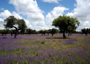 Entidade Regional de Turismo lança candidaturas ao programa “Alentejo / Ribatejo Events”