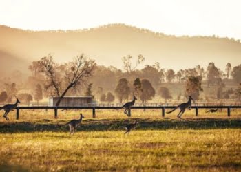 Volta Int.: “Brasil e Austrália debatem voo direto a partir de 2020”