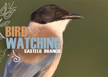 Programa “Birdwatching Castelo Branco” promove turismo de natureza