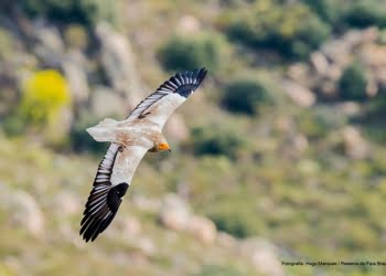 Destinature aponta investimento para valorização do birdwatching no Centro de Portugal