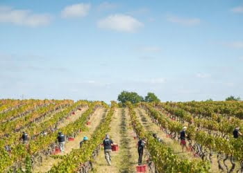 Caminhos Cruzados com três programas diversos para experienciar as vindimas