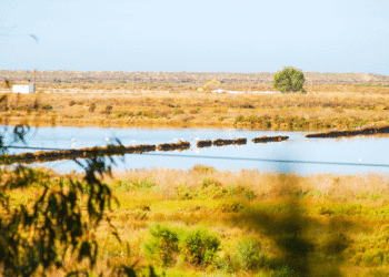 Faro e Olhão colaboram em projeto de realidade aumentada para a Ria Formosa