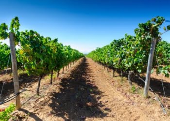 Lagoa: Cidade do Vinho 2016