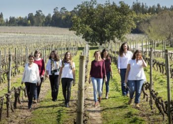 D’Uva: A voz feminina dos vinhos