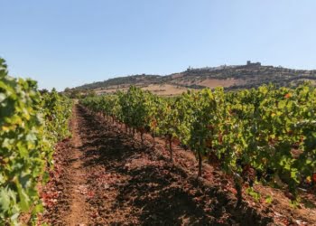 Agentes da Indústria vitivinícola unem esforços para definir sustentabilidade para o setor