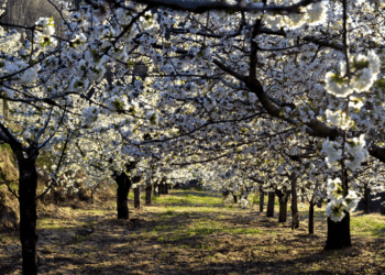 Primavera: cores e fragâncias únicas no Centro de Portugal