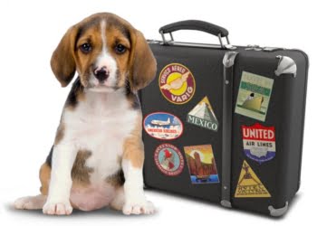 59% dos portugueses consideram os animais parte da família