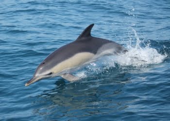 Cresce interesse de turistas na observação de cetáceos em 2016